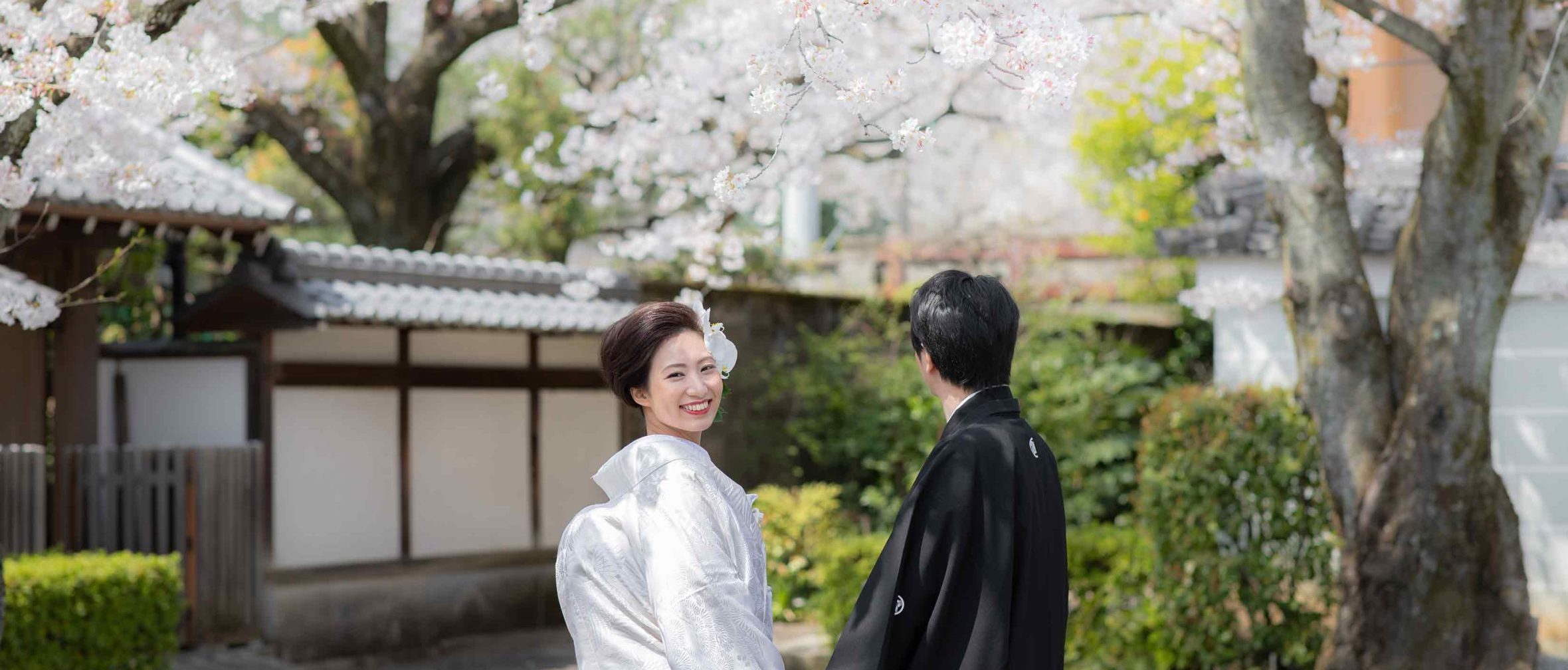 京都の満開の桜と白無垢姿の花嫁様