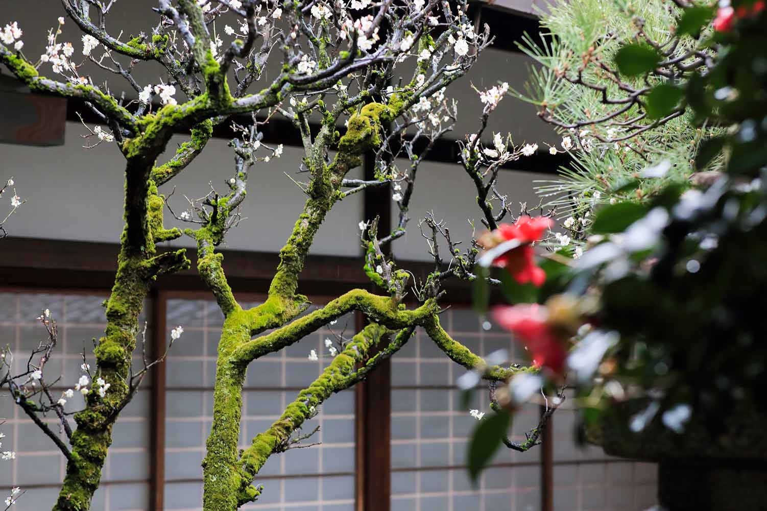 冬の京都のお庭