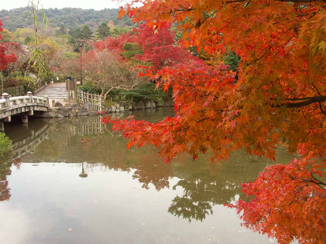 紅葉の時期の京都円山公園の早朝
