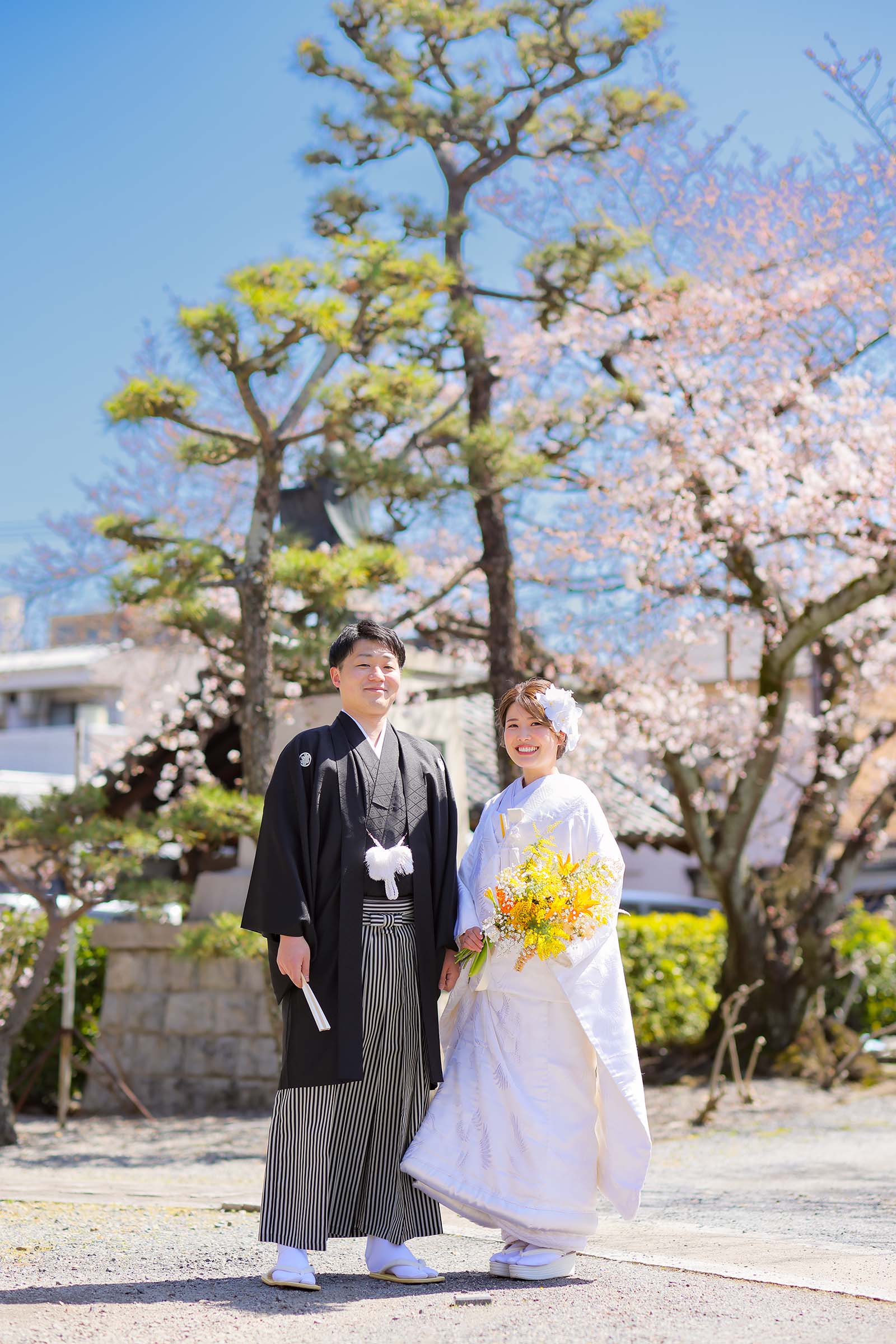 京都の桜と青空を背景に和装前撮り