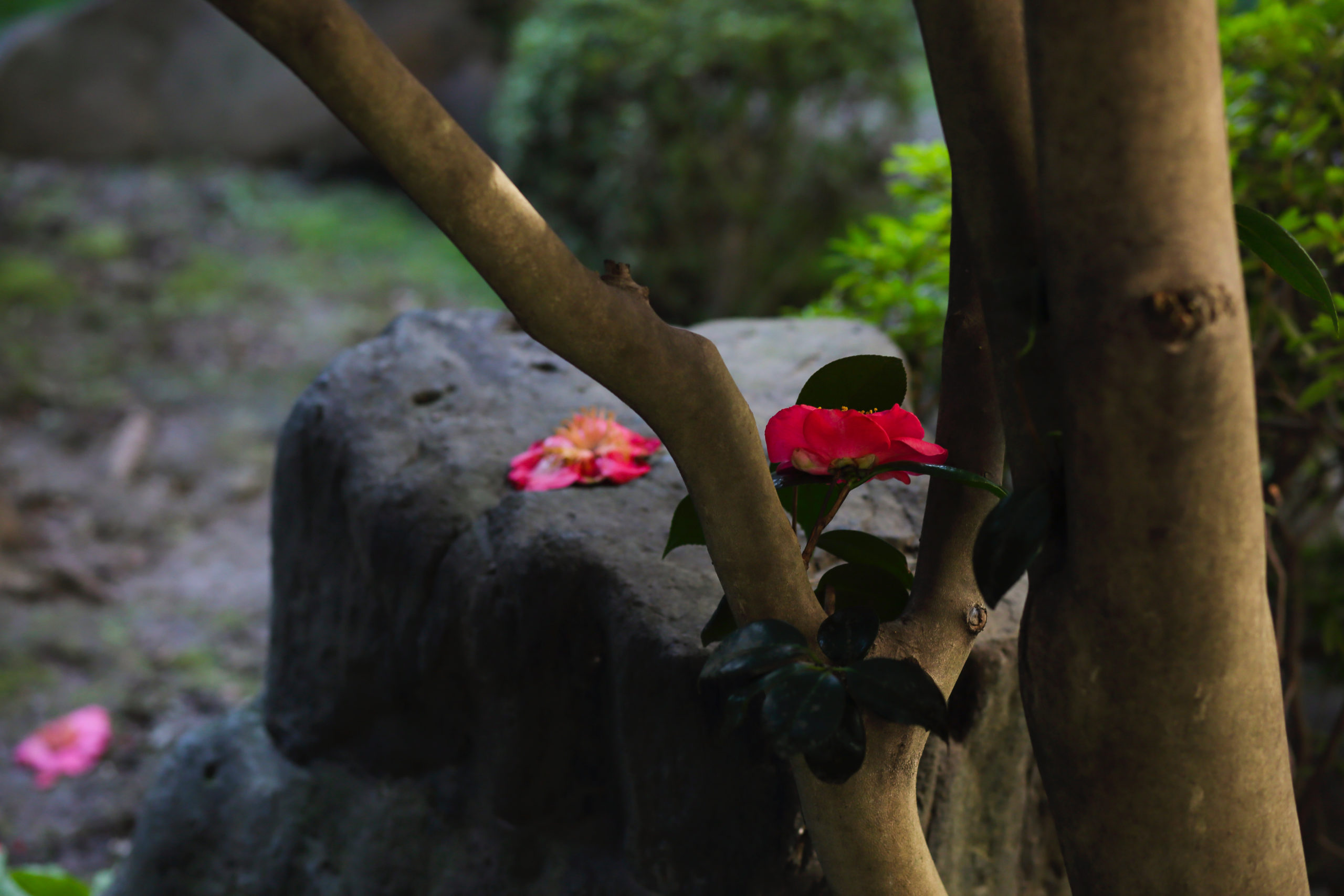 お寺での撮影相場