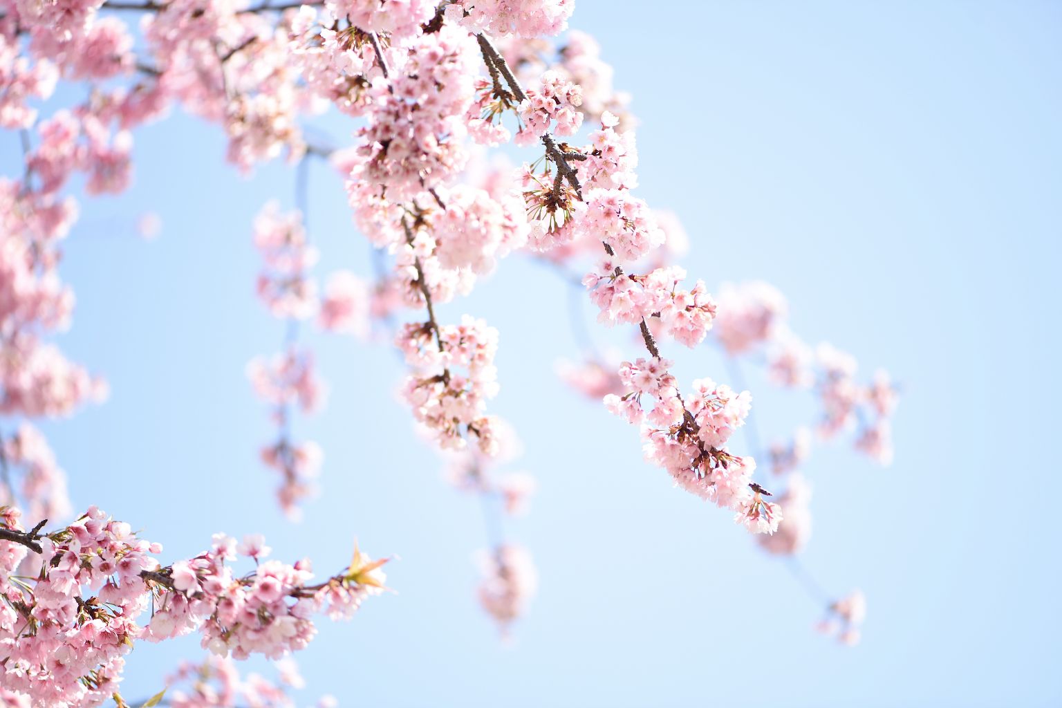 京都の桜の見頃はいつ頃？