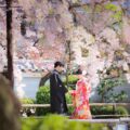 妙蓮寺境内にて(季節:春) 八重桜を背景に