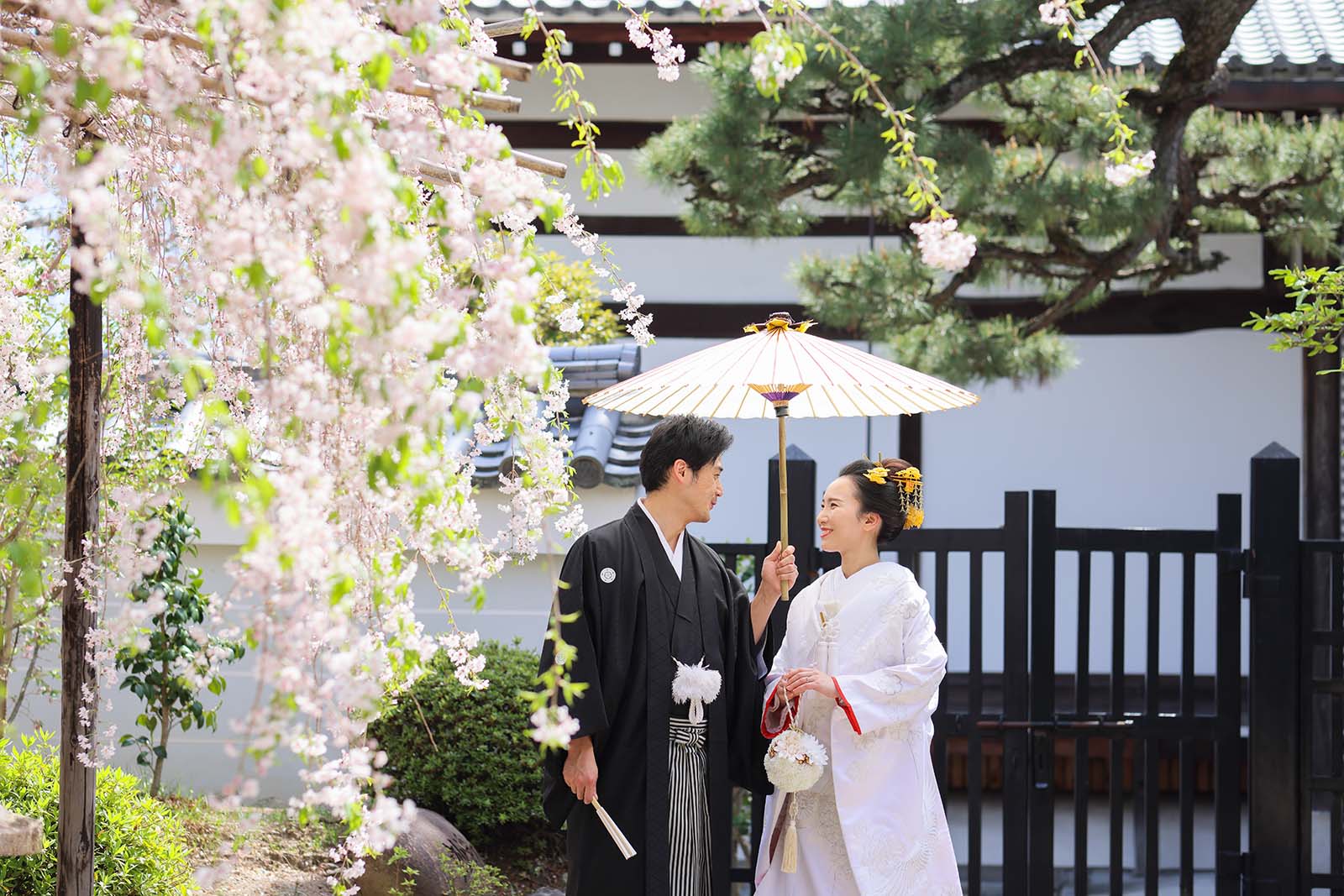 新日本髪で桜を背景に見つめ合う新郎新婦様