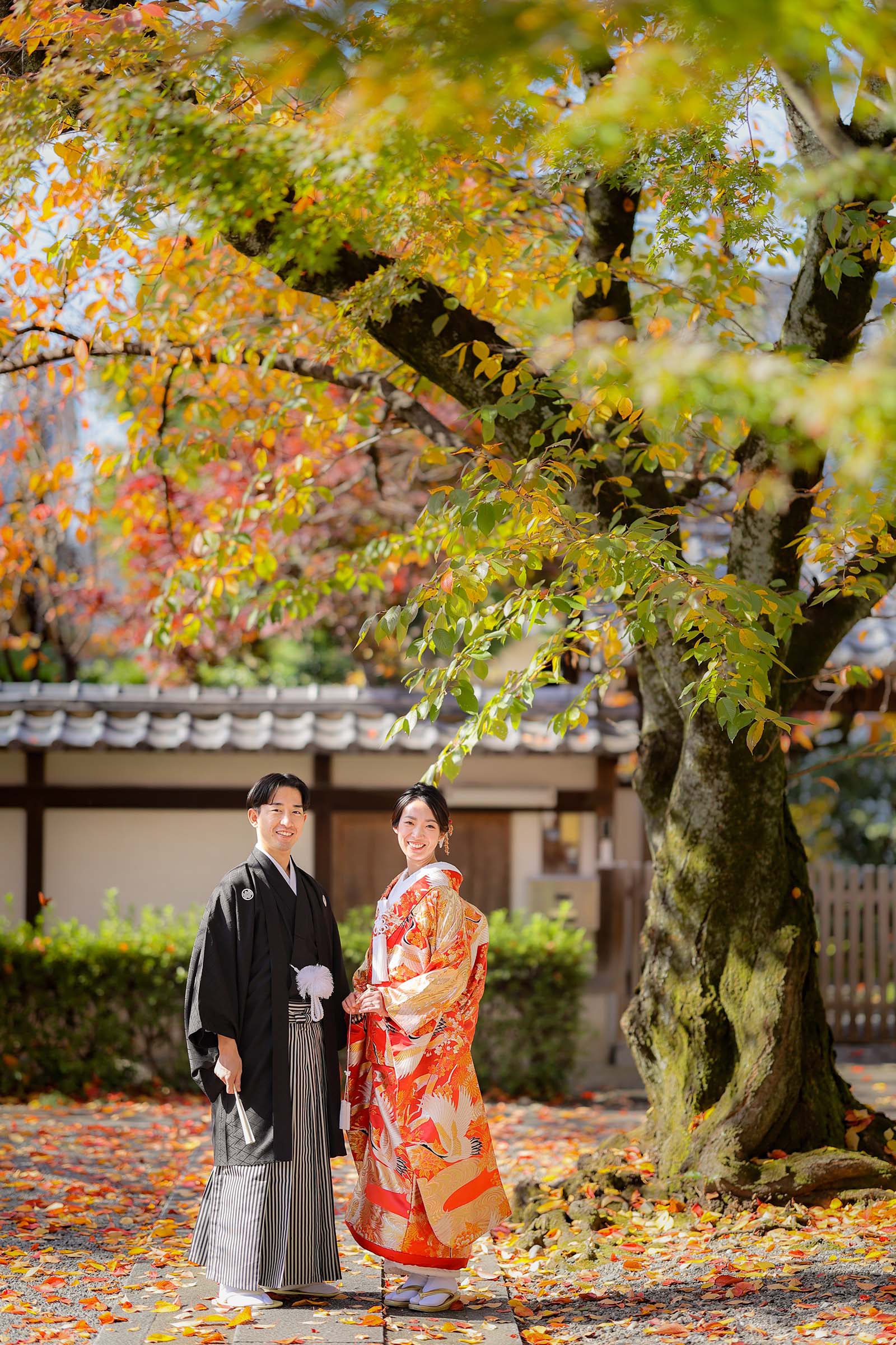 京都の桜の木の紅葉と前撮り