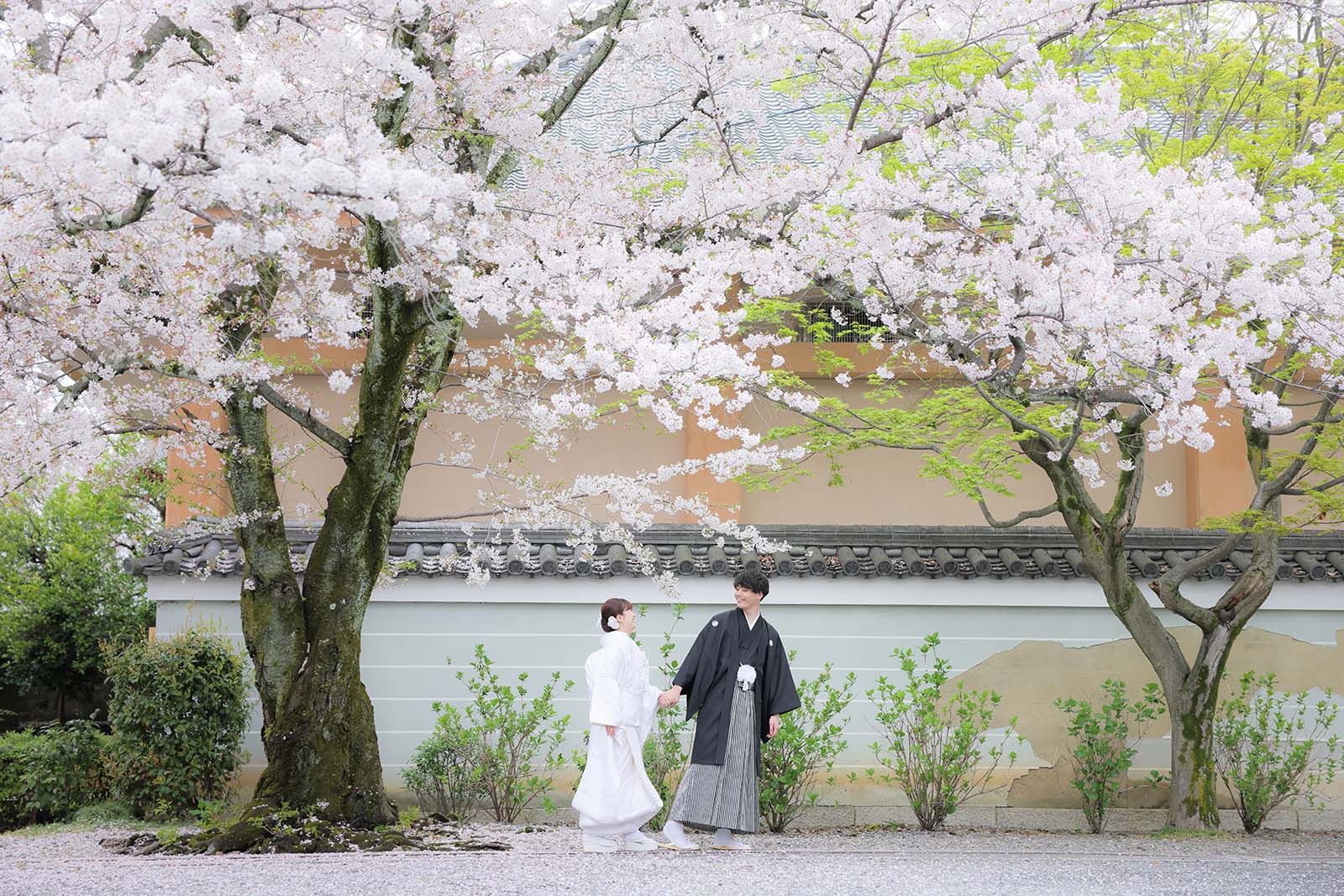 桜と白無垢で和装前撮り人気のお写真