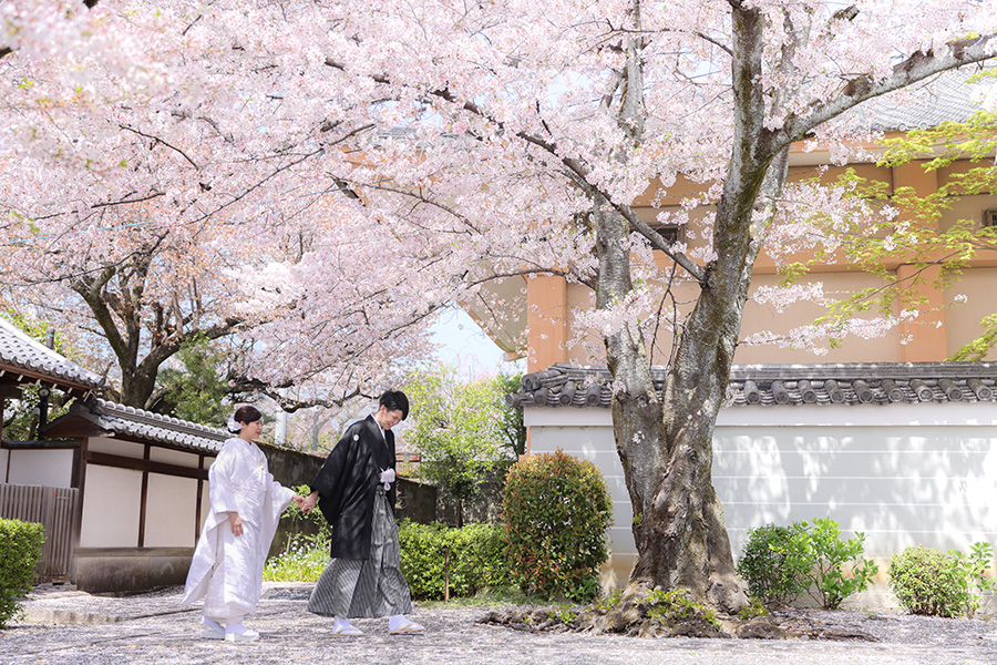 人気の桜との和装前撮りカット