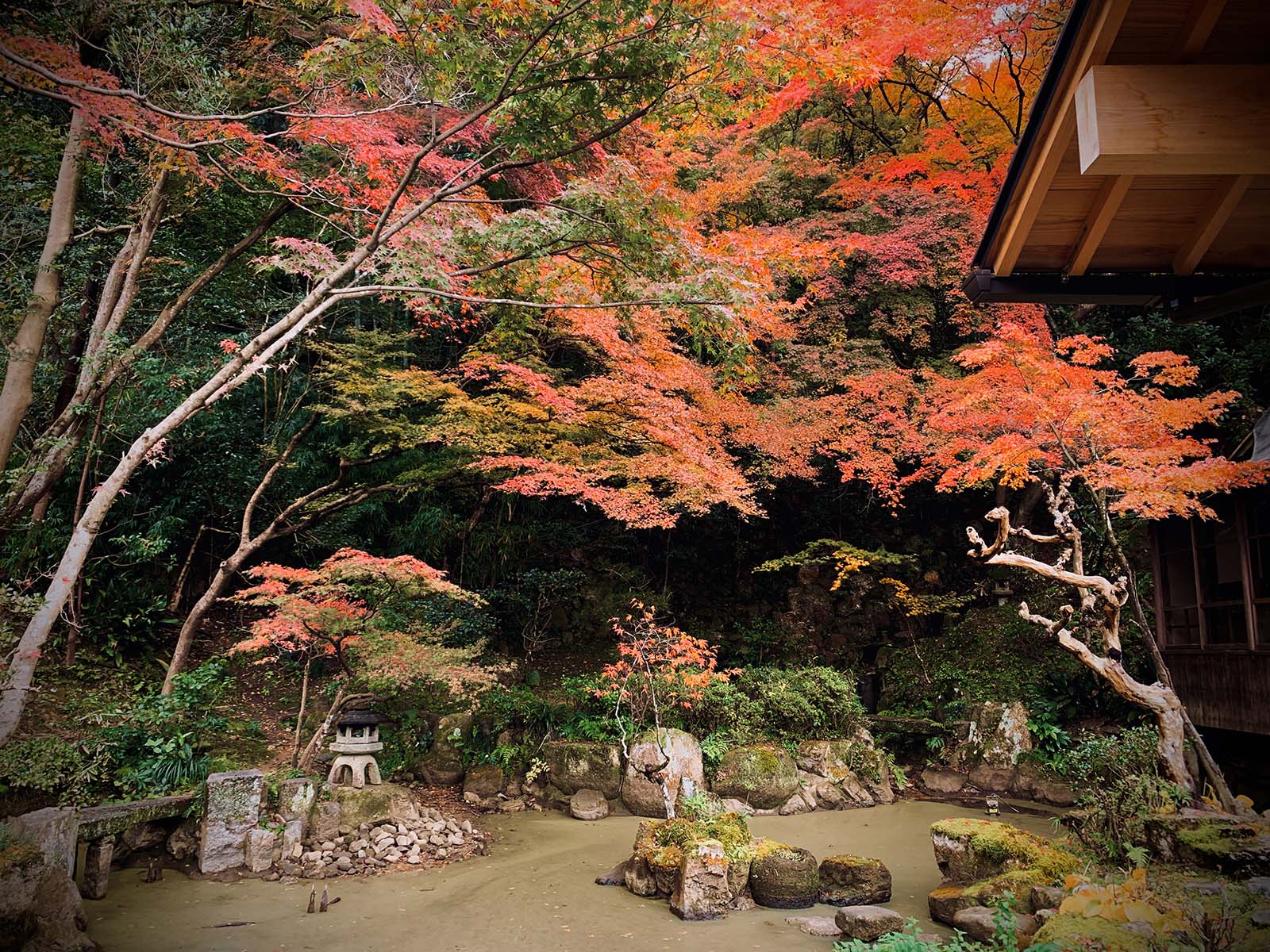 長楽寺相阿弥作の庭園の紅葉の時期のお写真