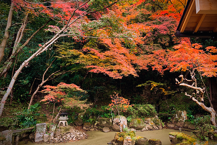 長楽寺相阿弥作の庭園の紅葉の時期のお写真（画像小）