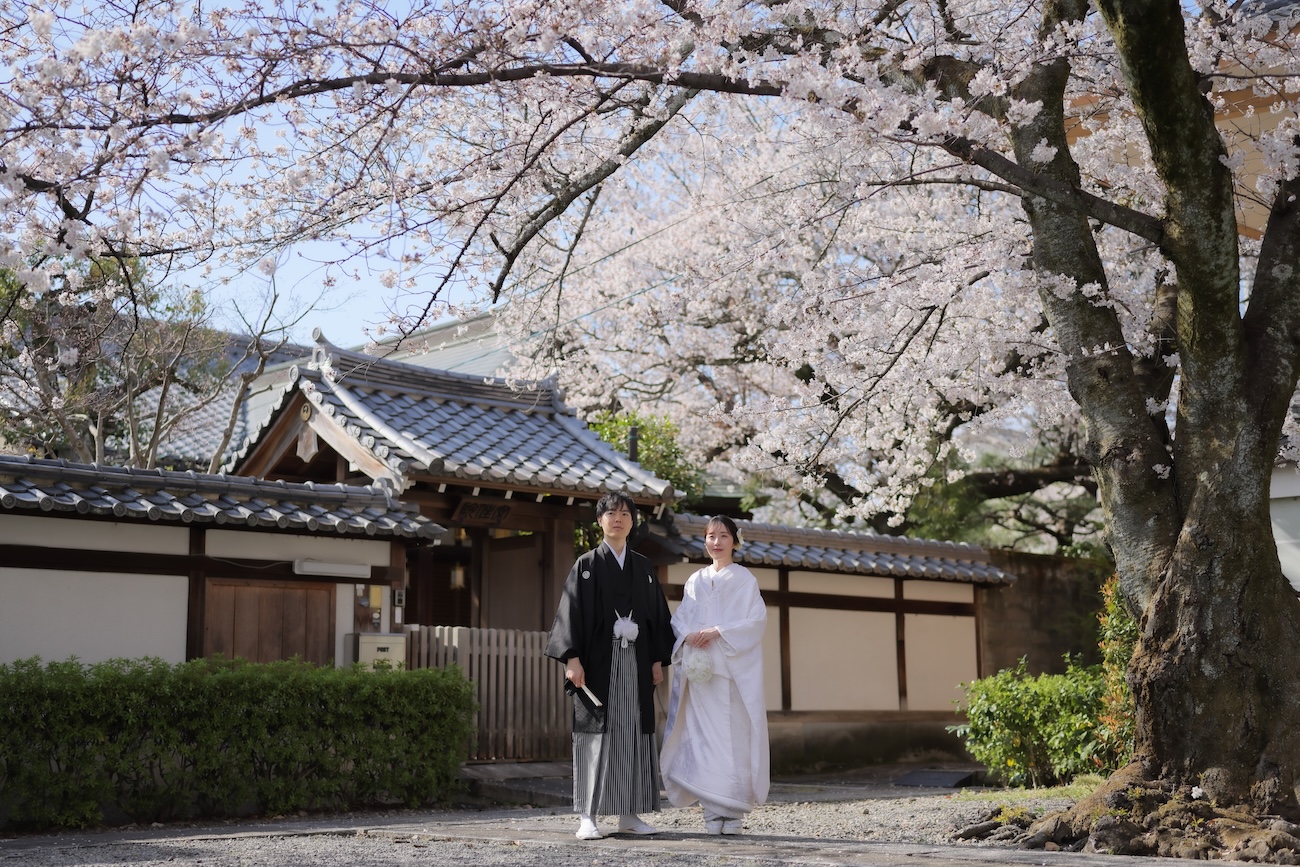京都の満開の桜と和装前撮りブログ画像3