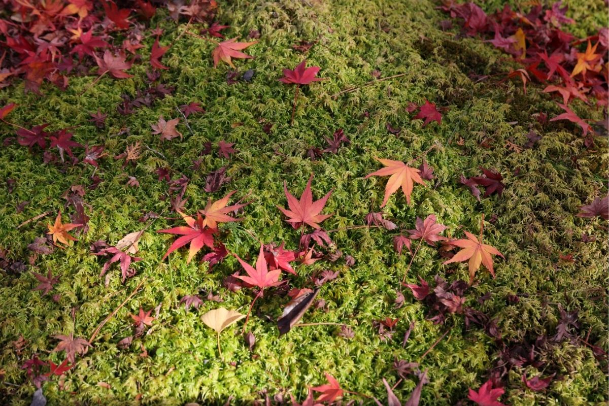 紅葉のタイミング