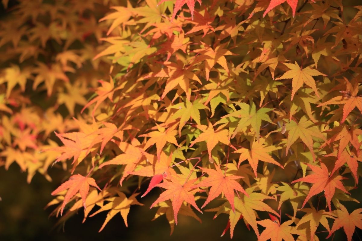紅葉の撮影のタイミング