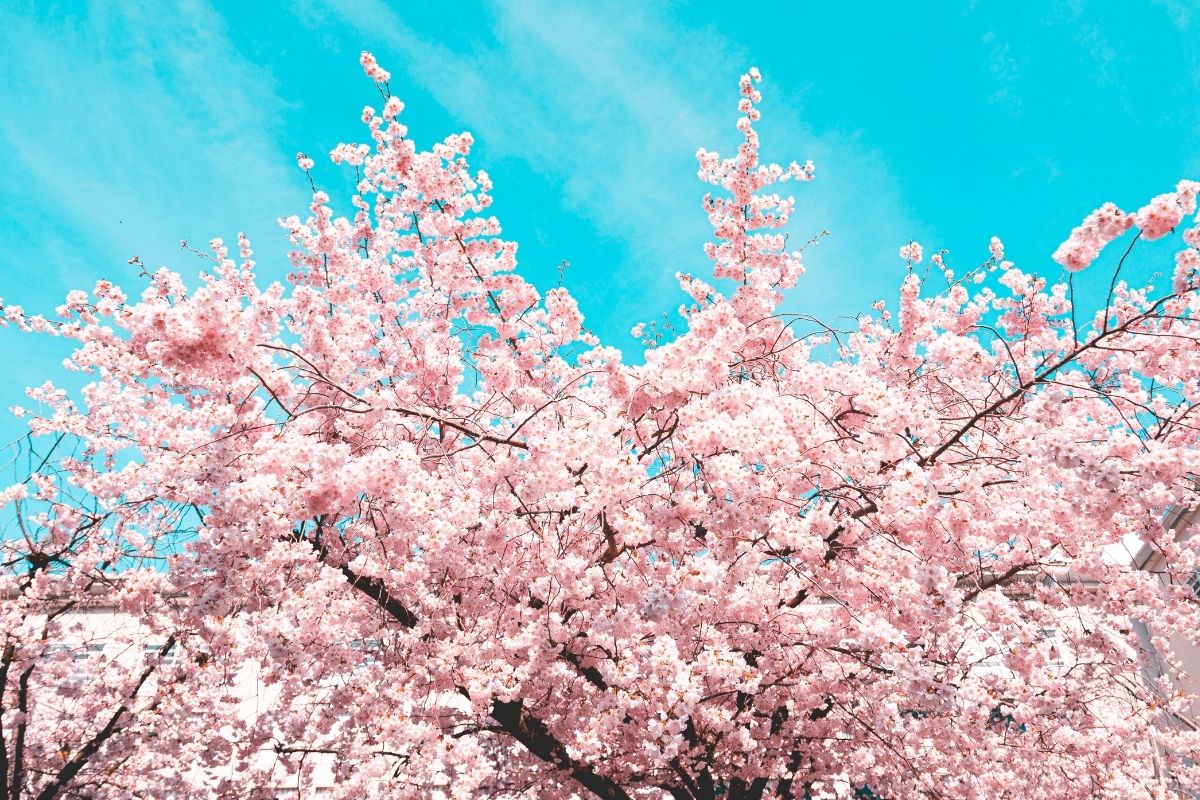 桜の前撮りポイント