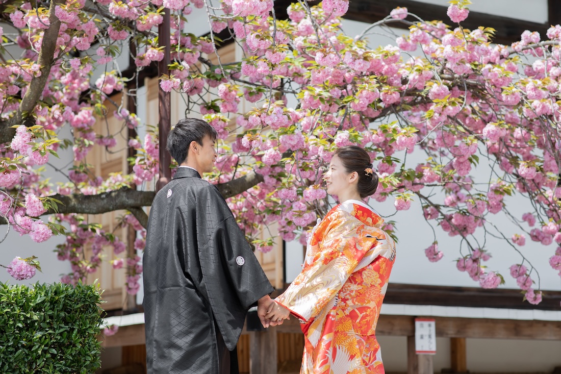 遅咲きの八重桜と春のやわらかな光