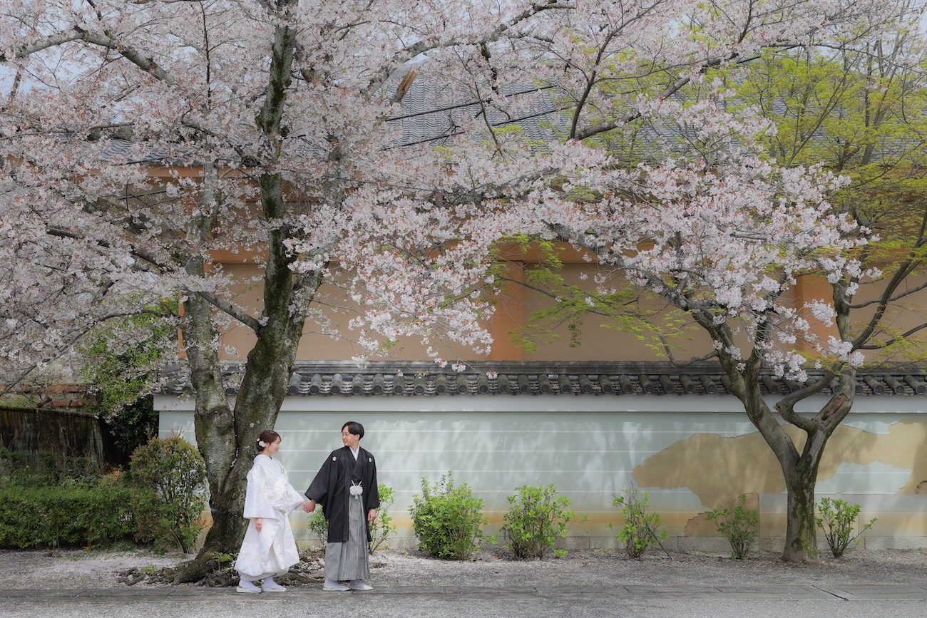 4月上旬の京都妙蓮寺にて。桜を背景にお散歩ショット