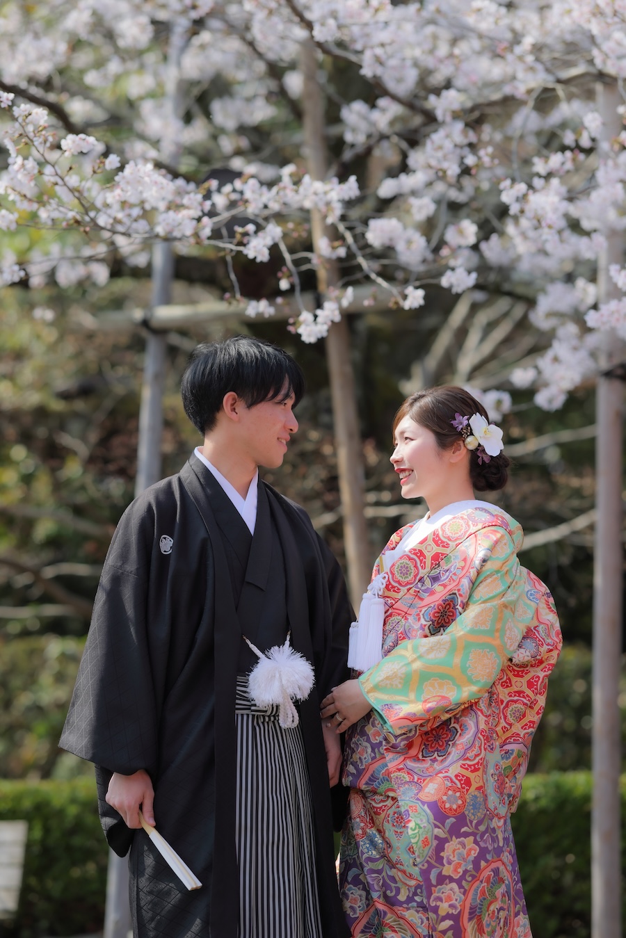 京都戒光寺様で色打掛と桜のお写真イメージ