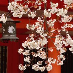 京都の桜と神社