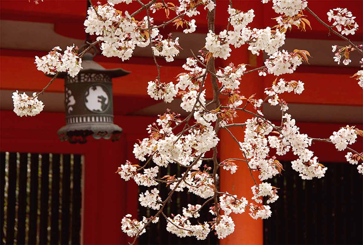 京都の桜と神社