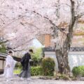妙蓮寺様の満開の桜と前撮り
