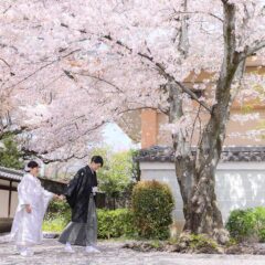 京都の満開の桜と白無垢で前撮り