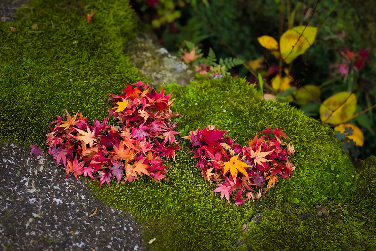京都の紅葉の時期はいつ?画像