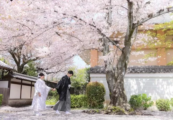 京都の満開の桜と白無垢で前撮り